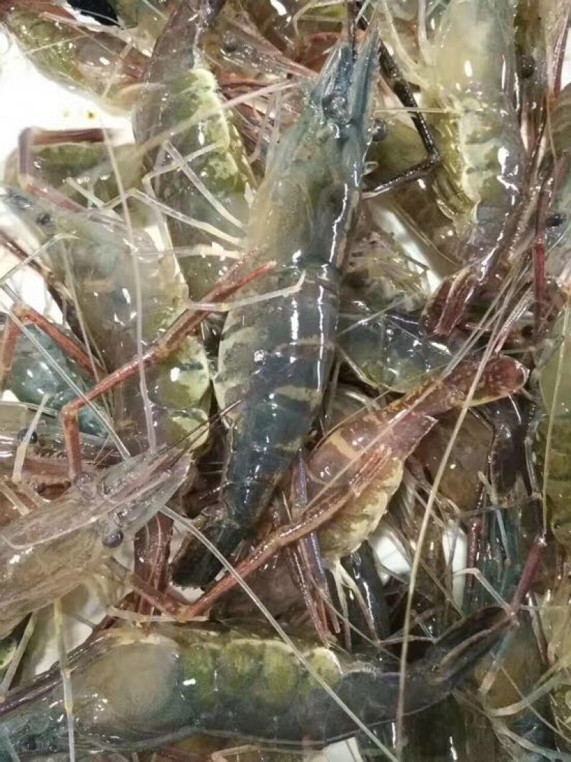 河虾活虾8只/kg以下