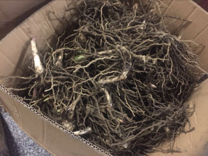 白芨欢迎电话咨询自产自销营养丰富品质保证
