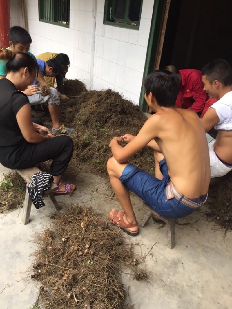 白芨欢迎电话咨询自产自销营养丰富品质保证