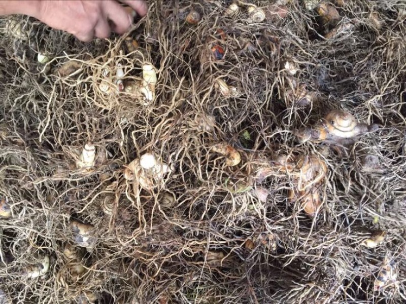 白芨欢迎电话咨询自产自销营养丰富品质保证