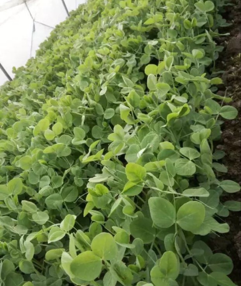 东台豌豆尖东台豌豆苗新鲜当季时令蔬菜现摘现发