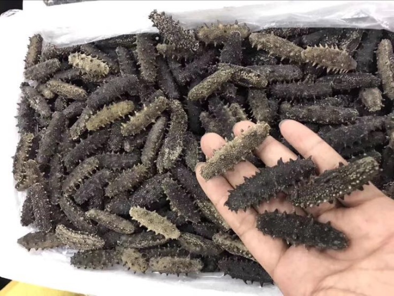 海参食用淡干