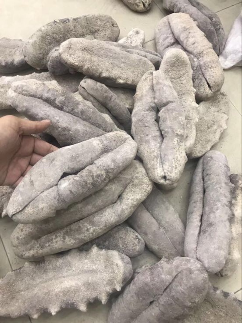 海参食用淡干