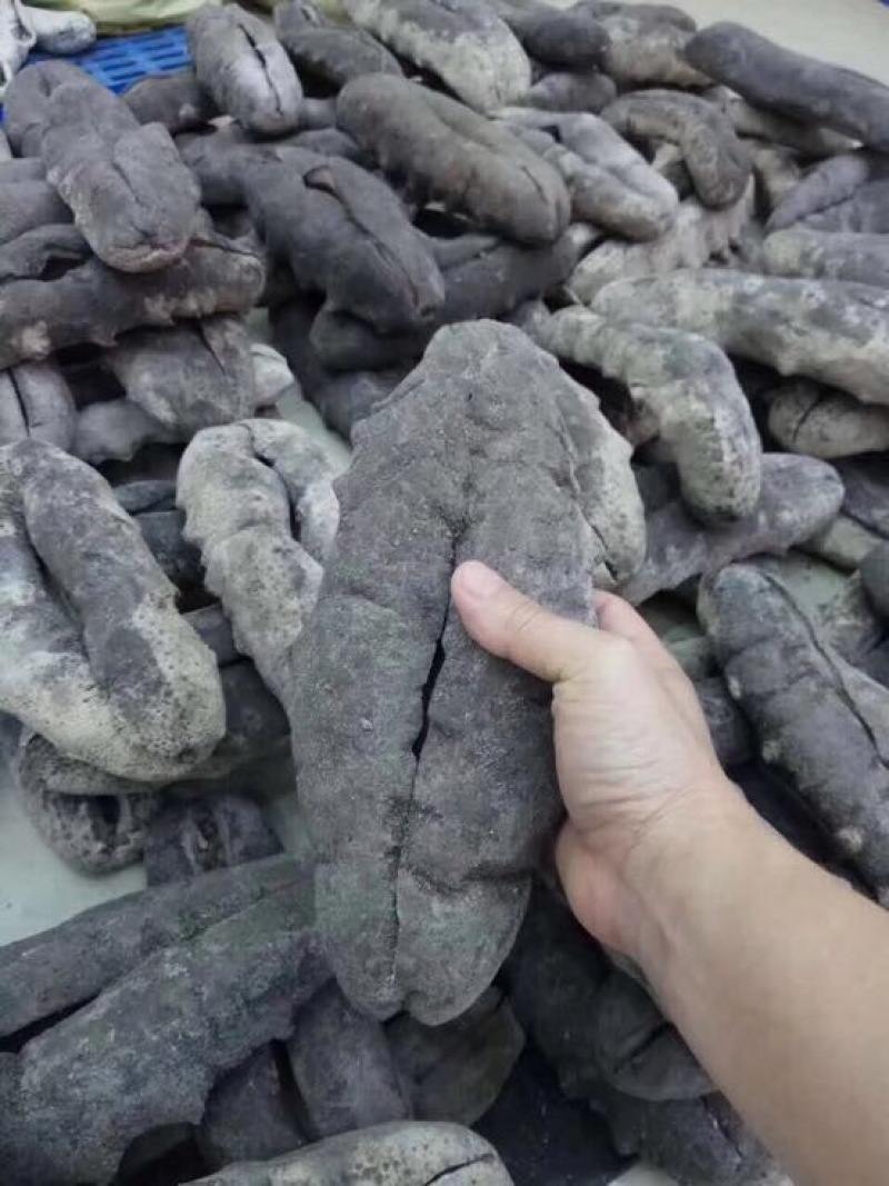 海参食用淡干