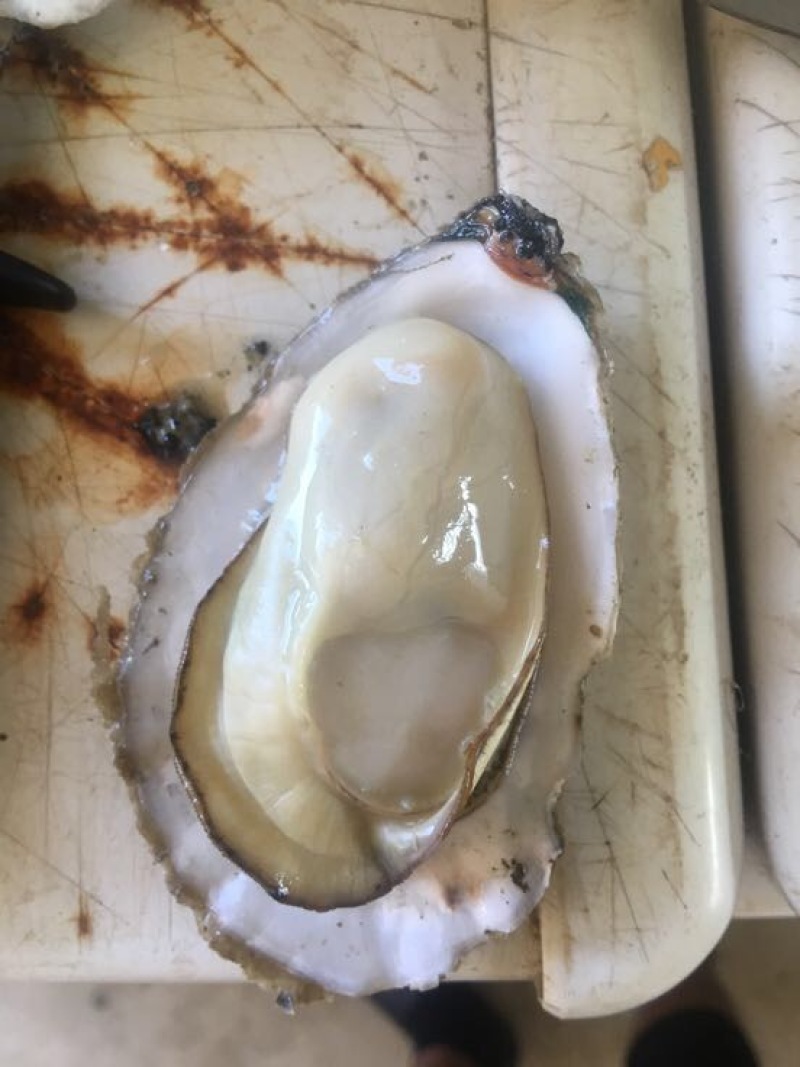 乳山生蚝1到4两生蚝直发产地直供！一件代发