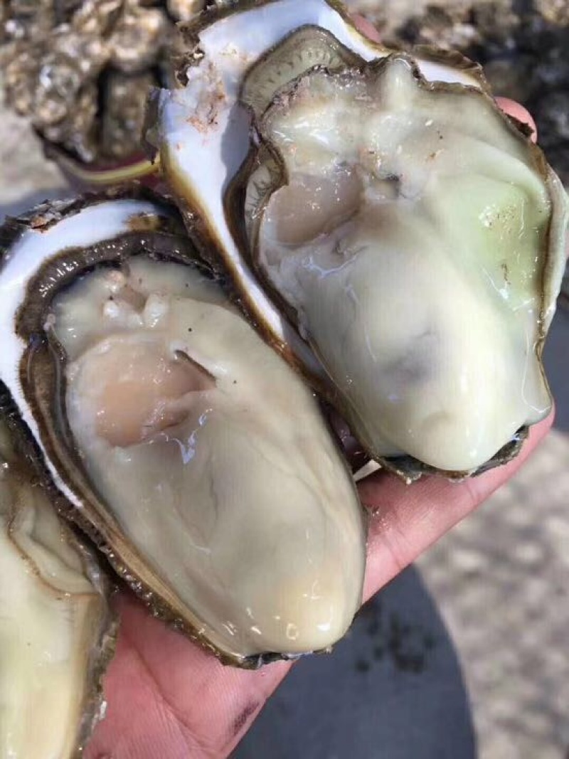乳山生蚝1到4两生蚝直发产地直供！一件代发
