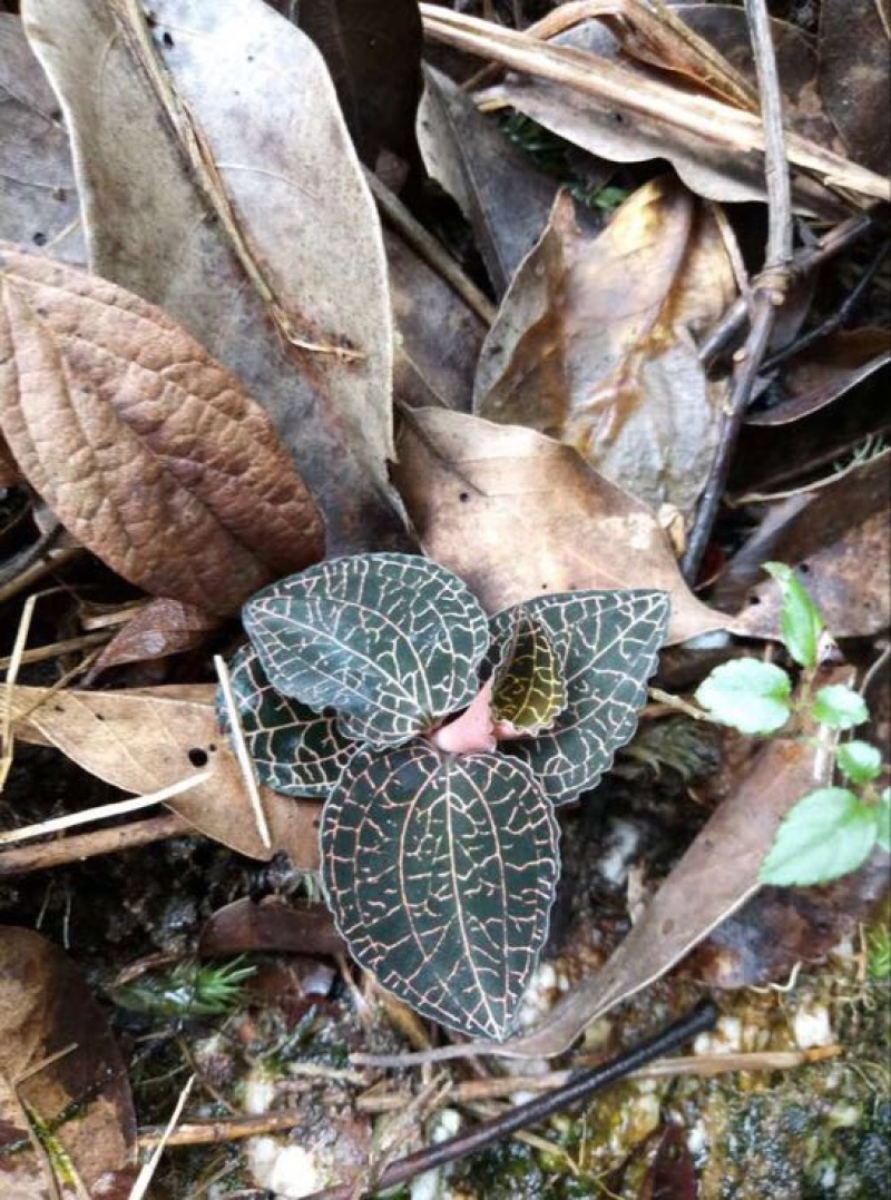 金线莲纯野生金线莲干货