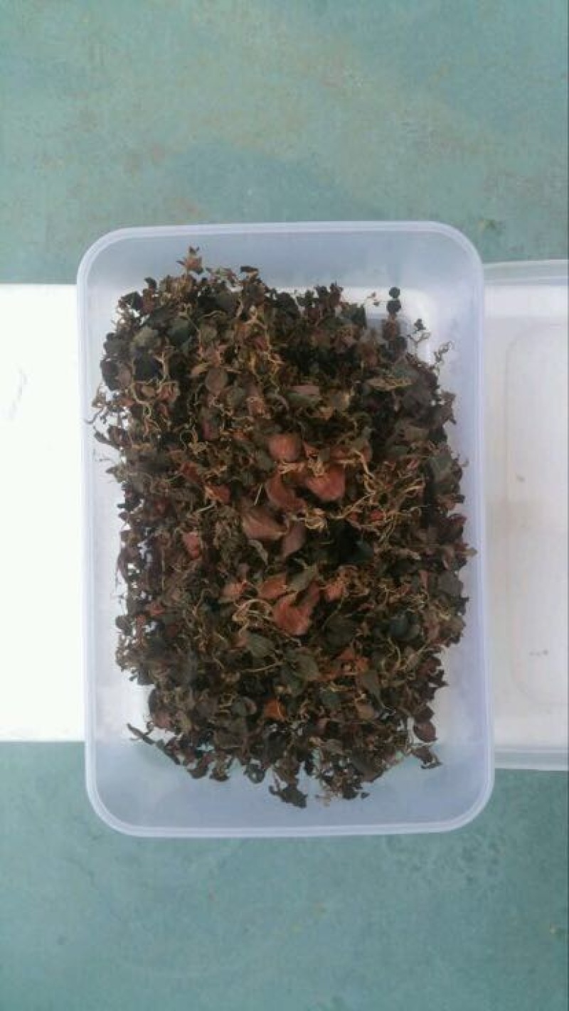 金线莲纯野生金线莲干货