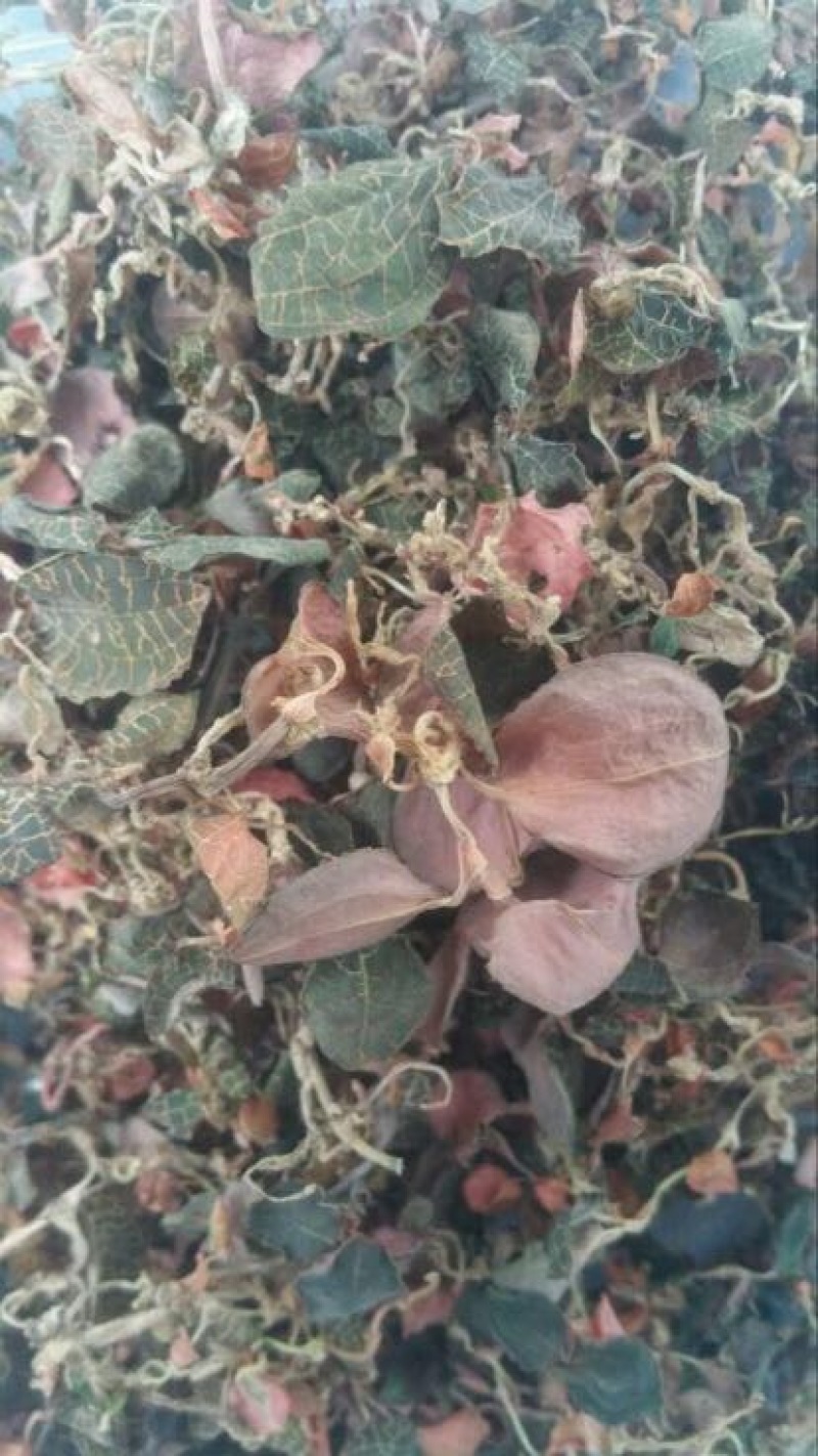 金线莲纯野生金线莲干货