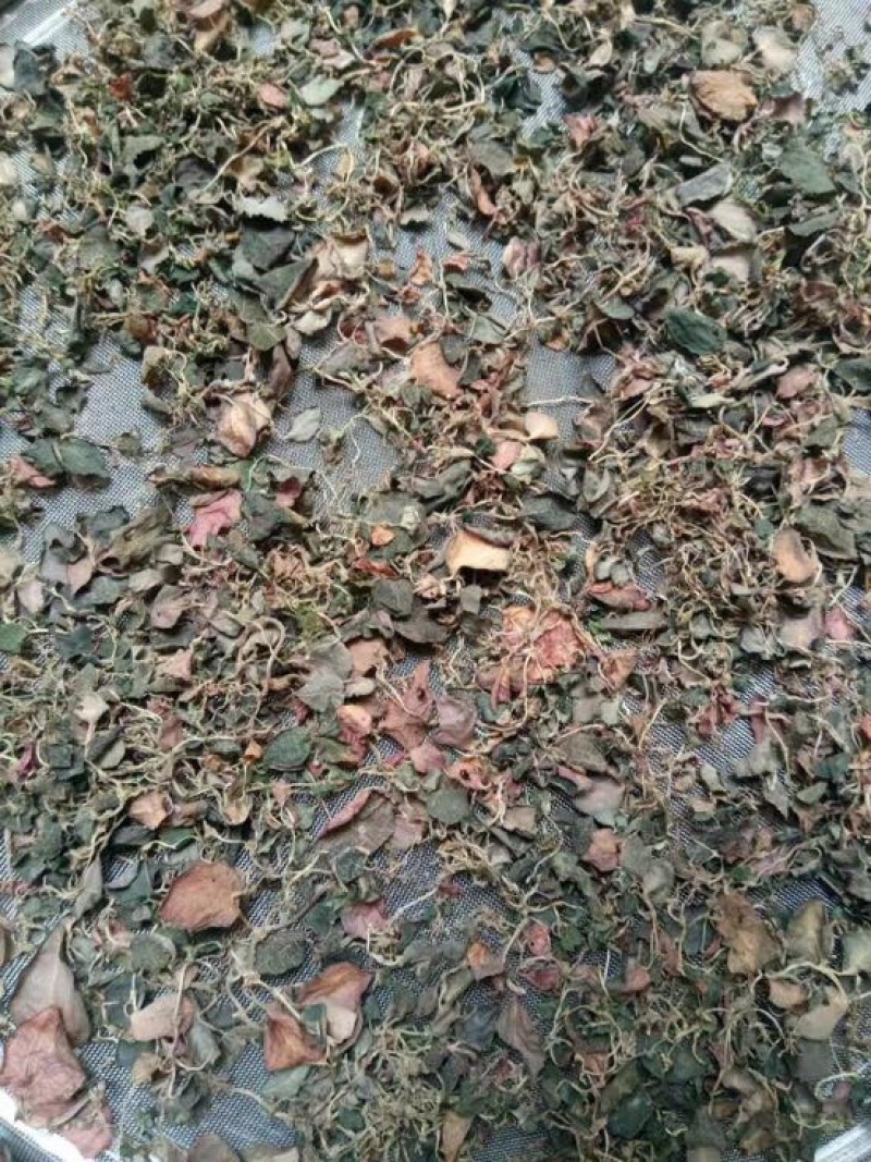 金线莲纯野生金线莲干货