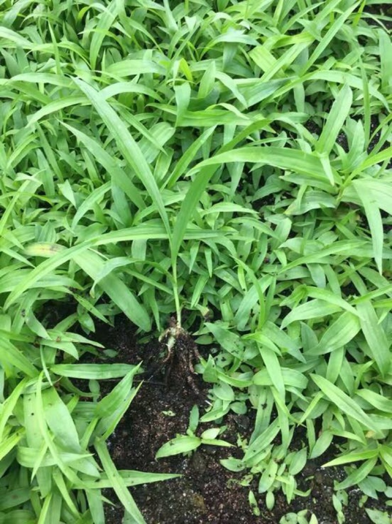 白芨种苗无条件技术跟踪服务免费补苗保价回收