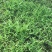 白芨种苗无条件技术跟踪服务免费补苗保价回收