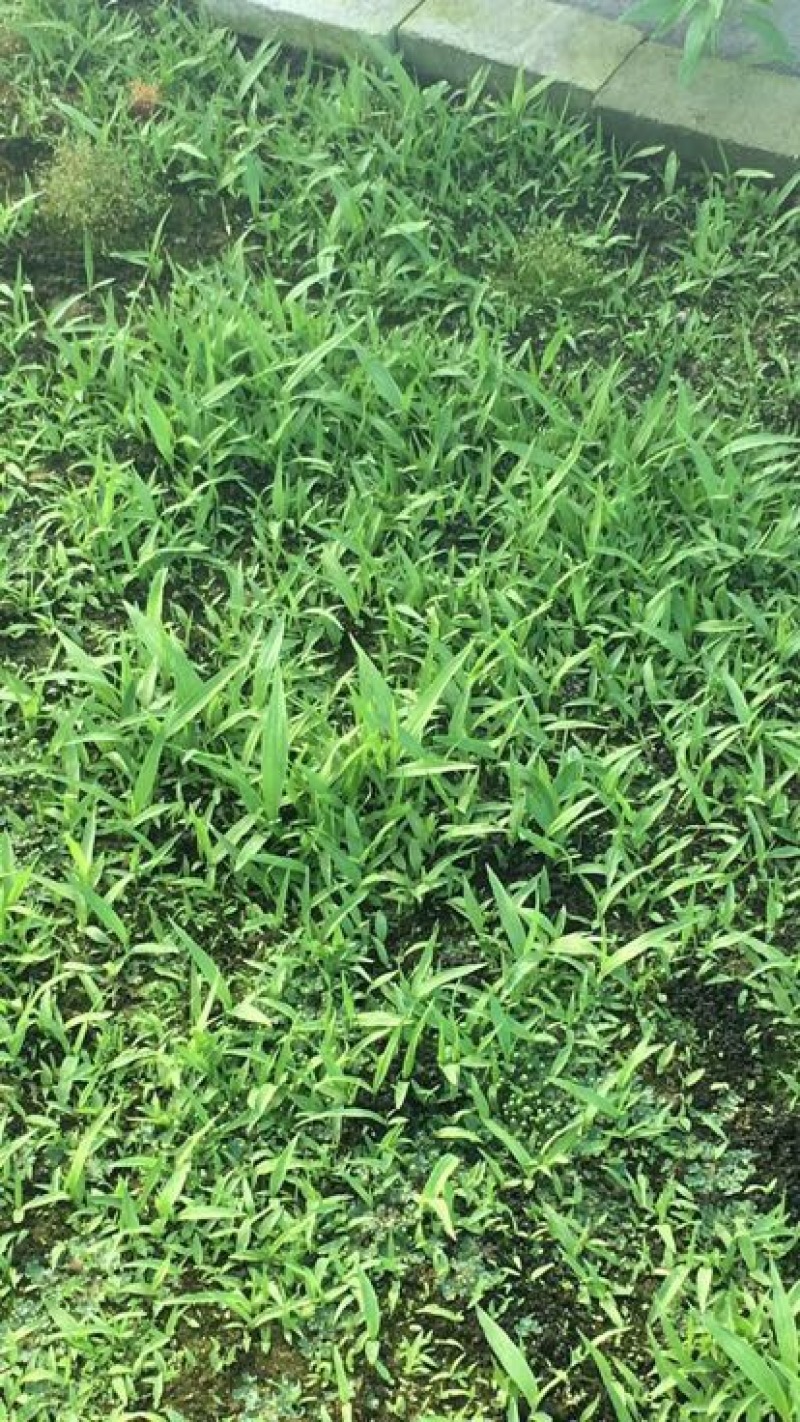 白芨种苗无条件技术跟踪服务免费补苗保价回收