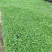 白芨种苗无条件技术跟踪服务免费补苗保价回收