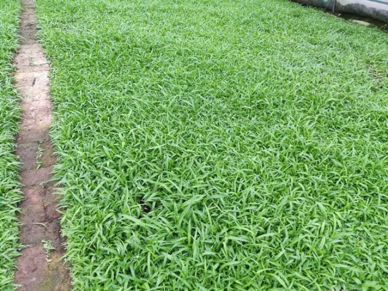 白芨种苗无条件技术跟踪服务免费补苗保价回收