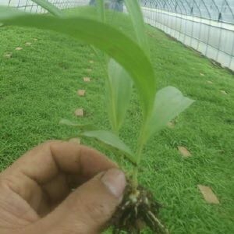 白芨种苗无条件技术跟踪服务免费补苗保价回收