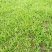 白芨种苗无条件技术跟踪服务免费补苗保价回收