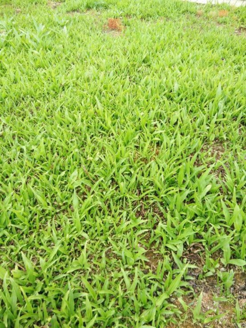 白芨种苗无条件技术跟踪服务免费补苗保价回收