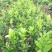 香橼树苗30~50cm