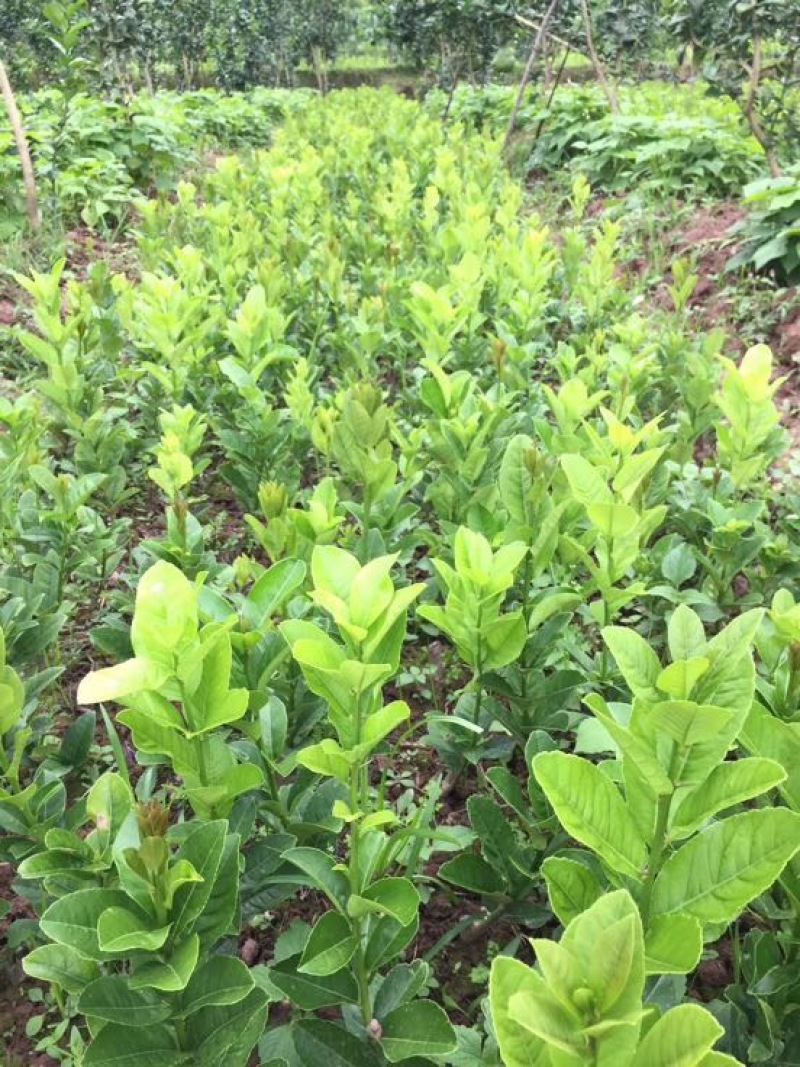 香橼树苗30~50cm