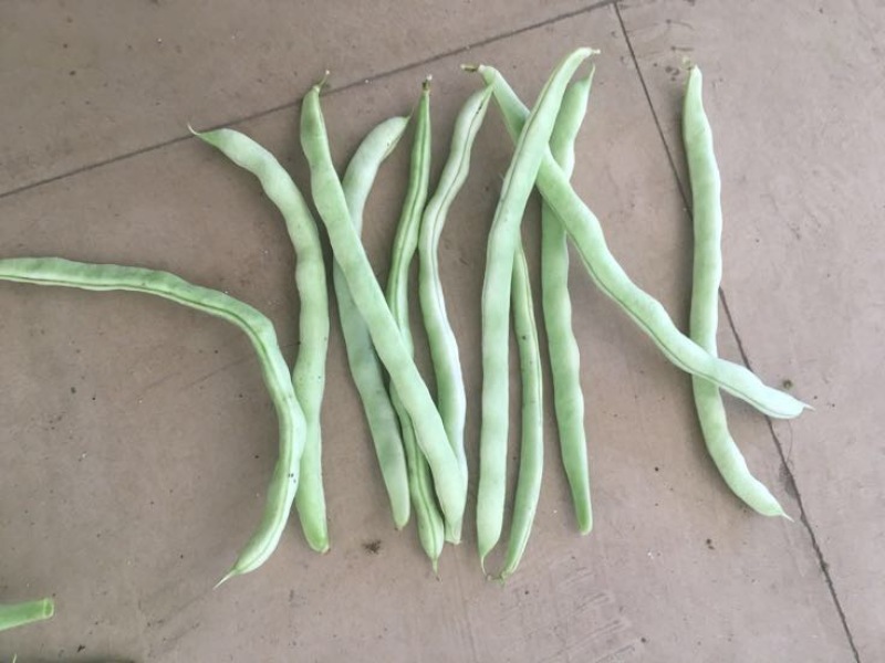 豆角，白豆角，芸豆，白大架，白芸豆。白不老