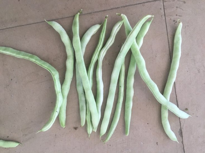 豆角，白豆角，芸豆，白大架，白芸豆。白不老