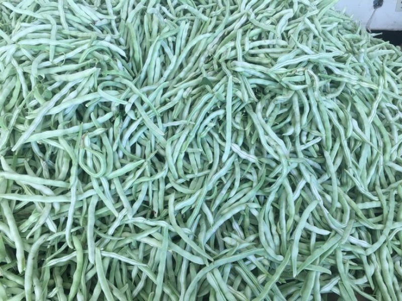 豆角，白豆角，芸豆，白大架，白芸豆。白不老