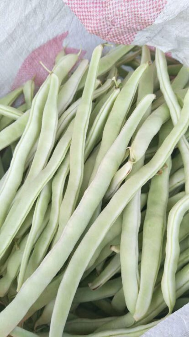 豆角，白豆角，芸豆，白大架，白芸豆。白不老
