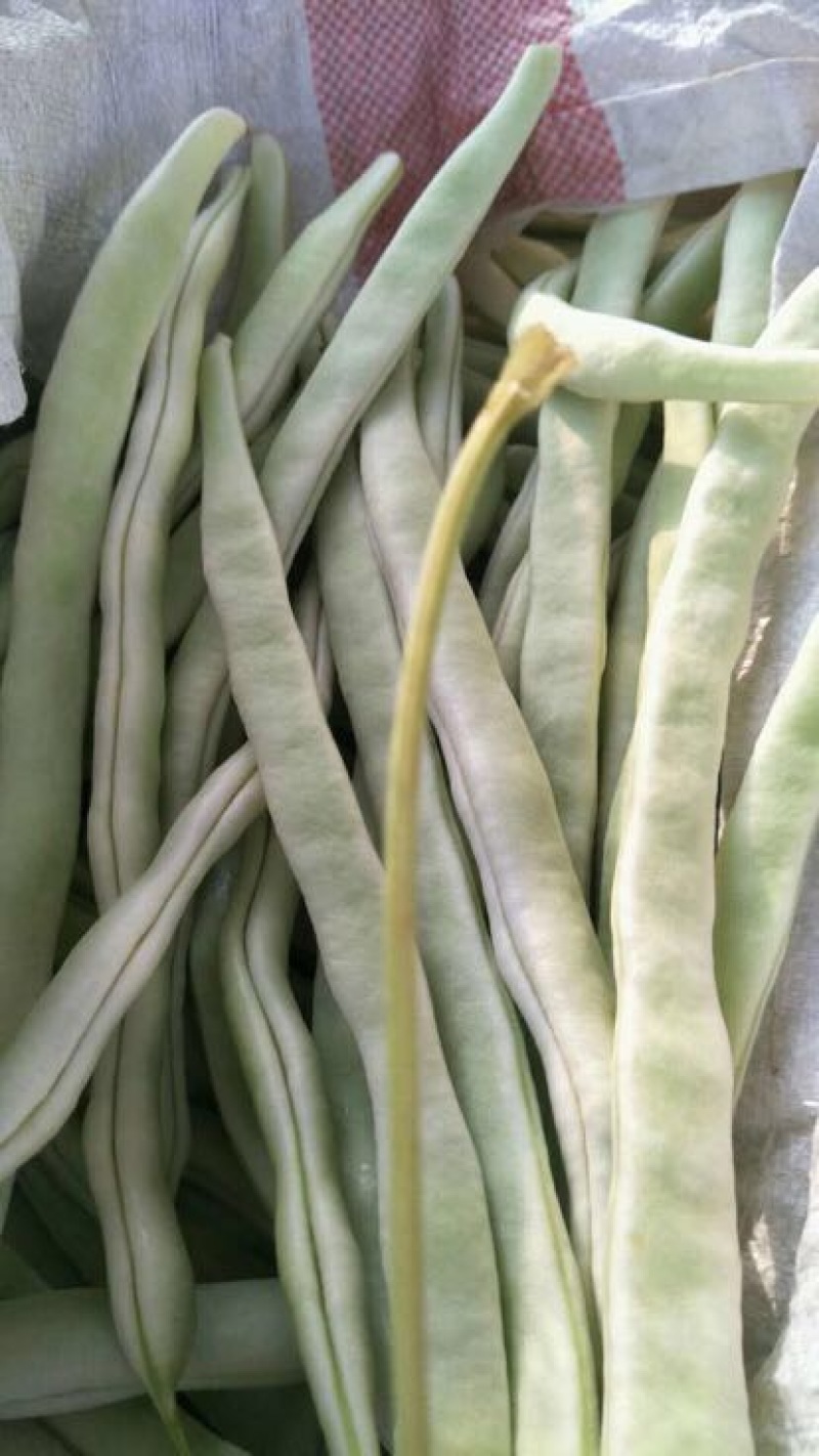 豆角，白豆角，芸豆，白大架，白芸豆。白不老