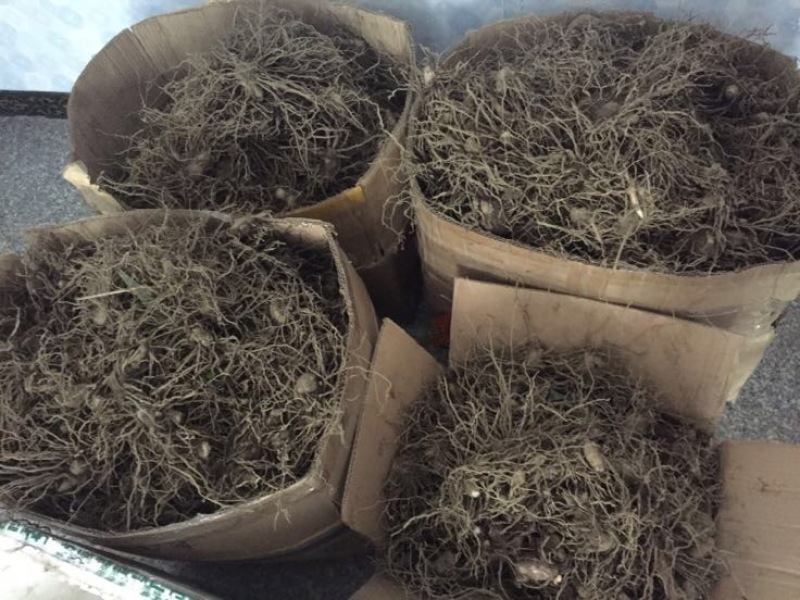 白芨欢迎电话咨询自产自销营养丰富品质保证
