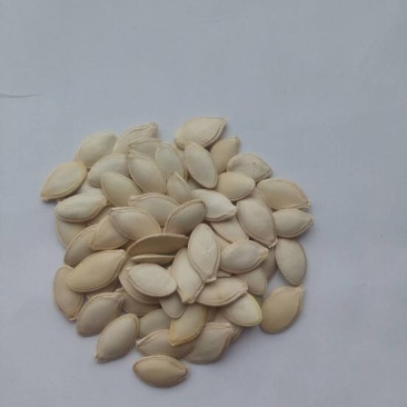 葫芦种子