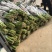 富贵竹水养绿植易养活