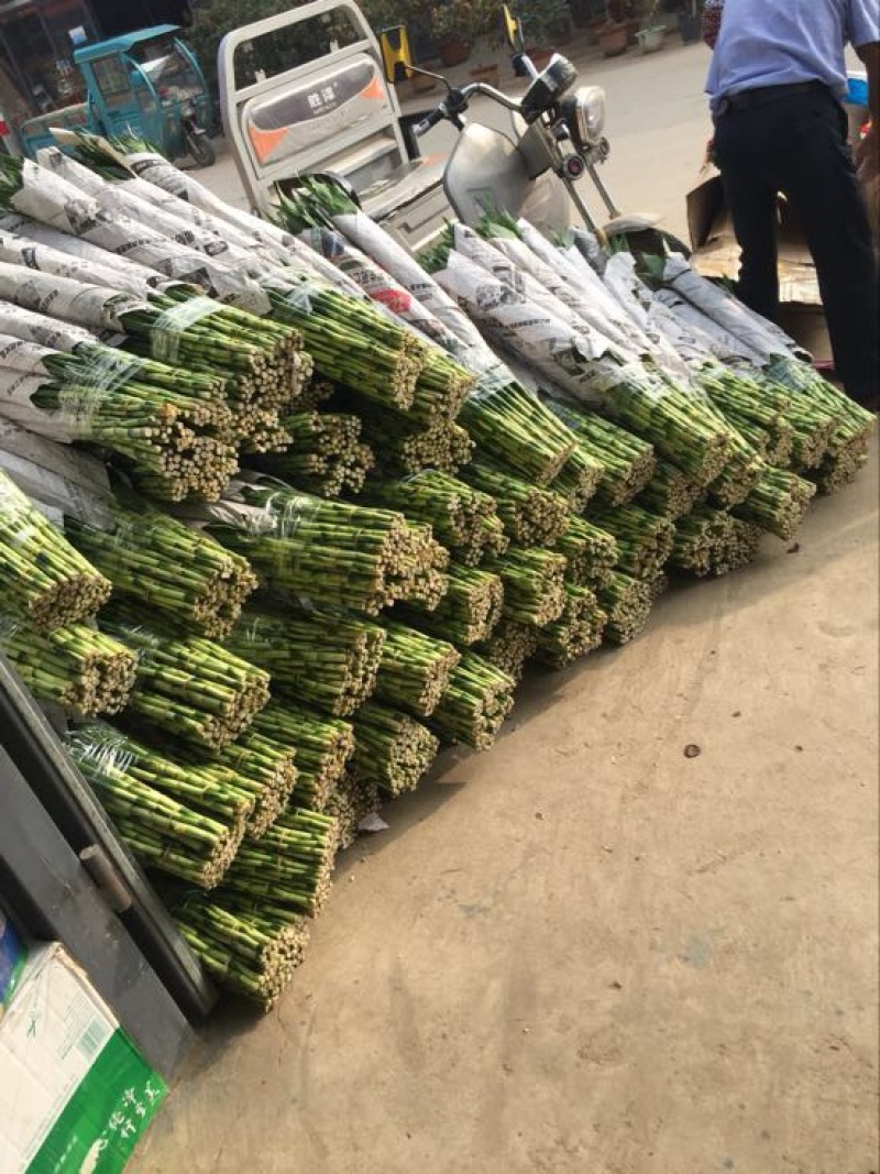 富贵竹水养绿植易养活