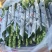 富贵竹水养绿植易养活