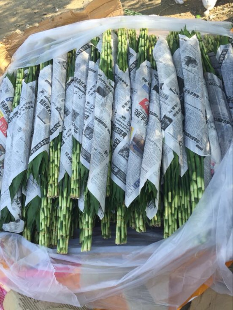 富贵竹水养绿植易养活