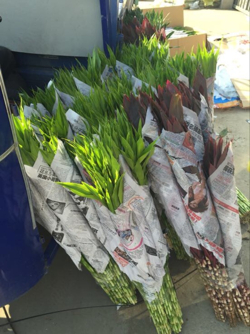 富贵竹水养绿植易养活