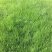 草坪草
