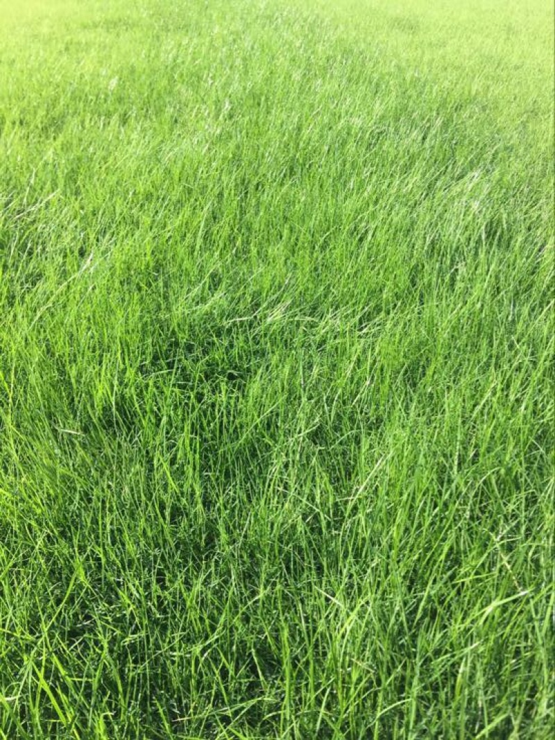 草坪草