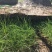 草坪草