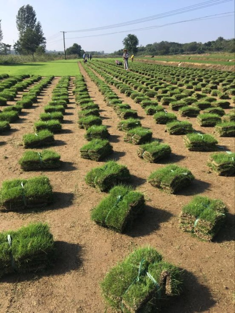 草坪草