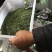 绿茶特级
