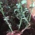云南昆明红玫瑰大苗绿化工程苗庭院种植四季开花