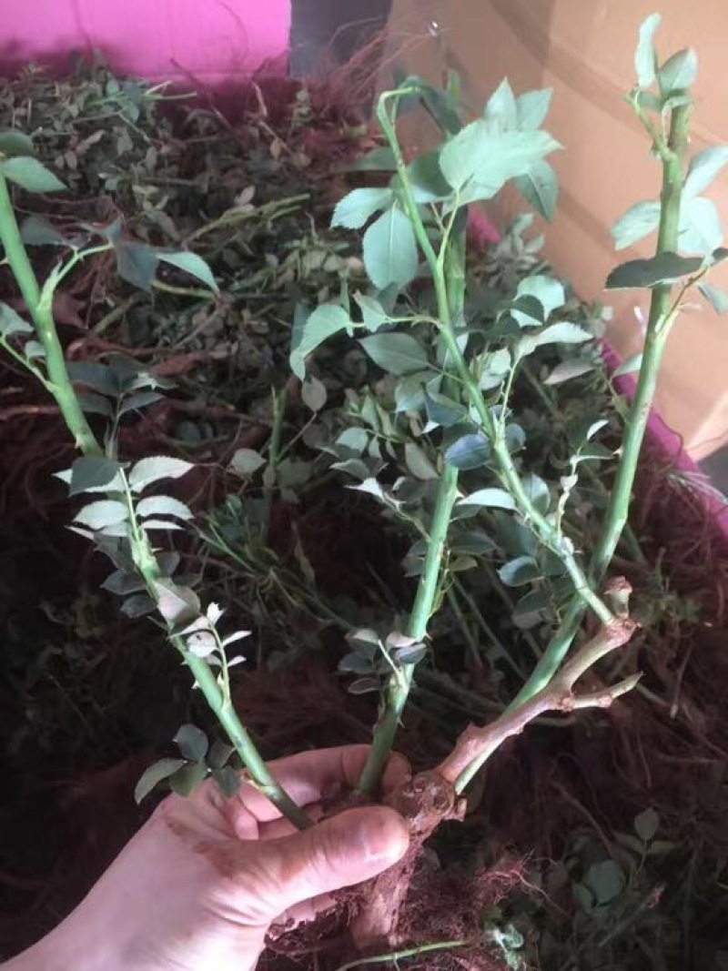 云南昆明红玫瑰大苗绿化工程苗庭院种植四季开花