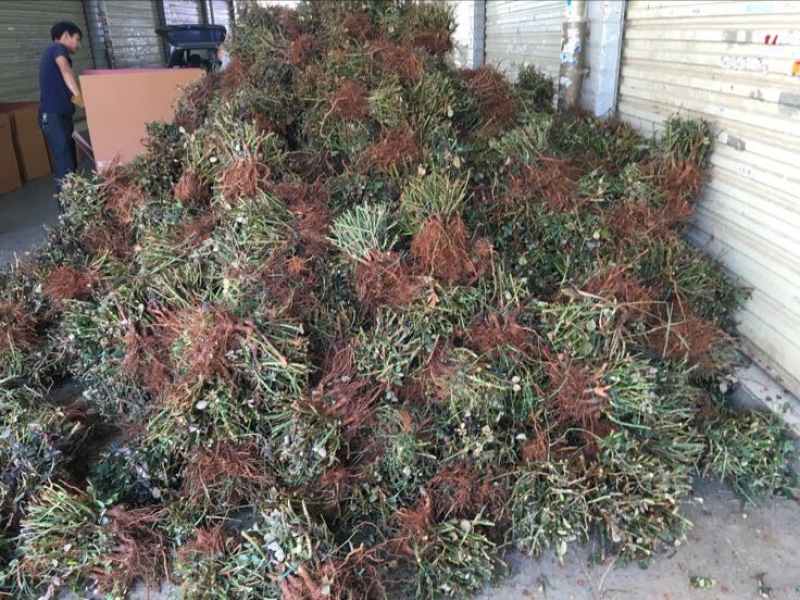 云南昆明红玫瑰大苗绿化工程苗庭院种植四季开花