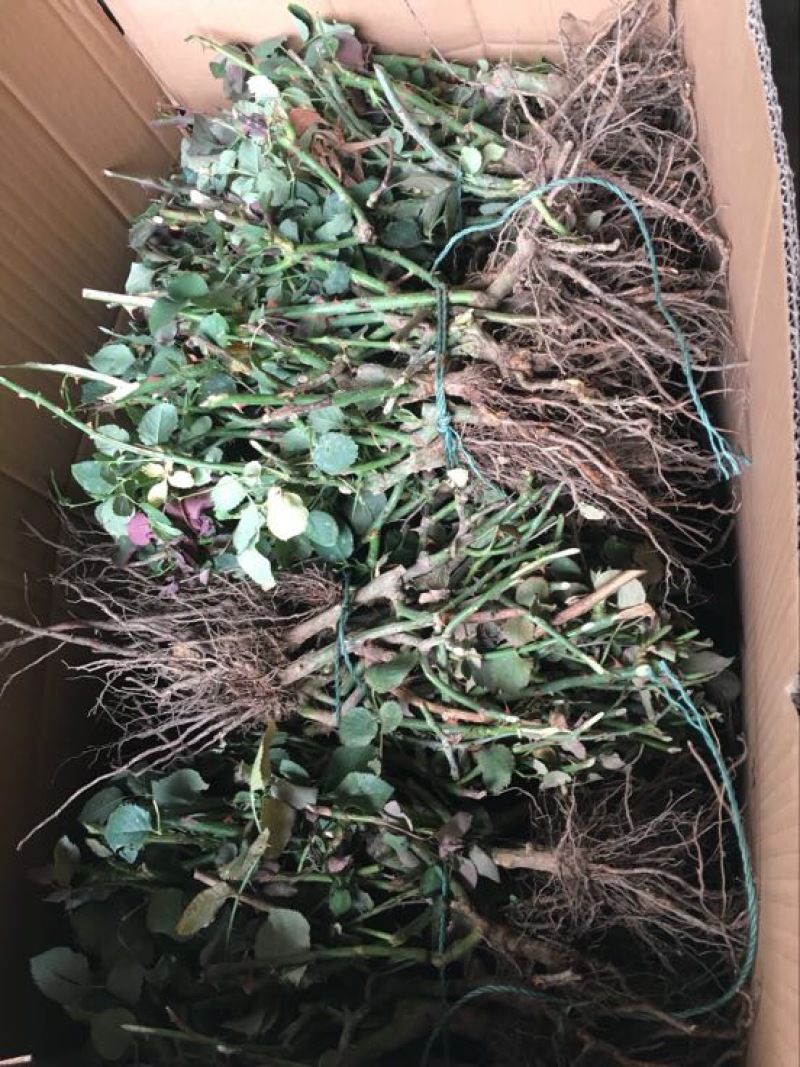 云南昆明红玫瑰大苗绿化工程苗庭院种植四季开花