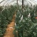 云南昆明红玫瑰大苗绿化工程苗庭院种植四季开花