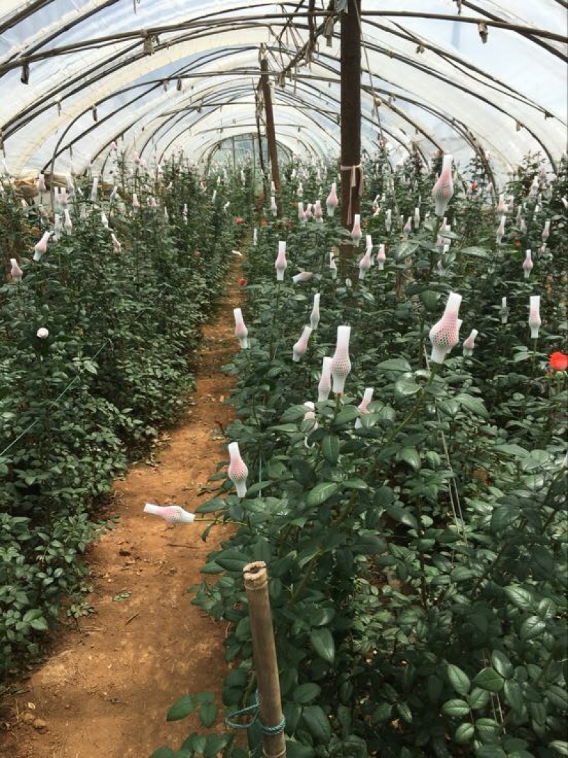 云南昆明红玫瑰大苗绿化工程苗庭院种植四季开花
