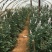 云南昆明红玫瑰大苗绿化工程苗庭院种植四季开花