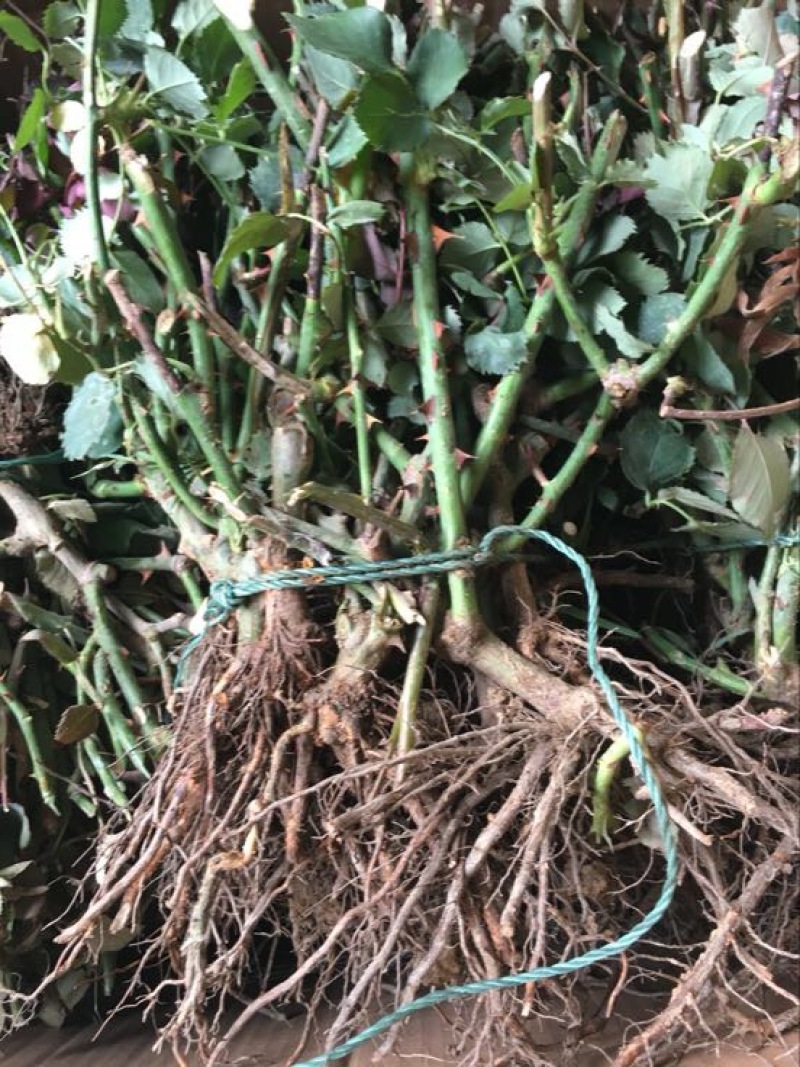 云南昆明红玫瑰大苗绿化工程苗庭院种植四季开花