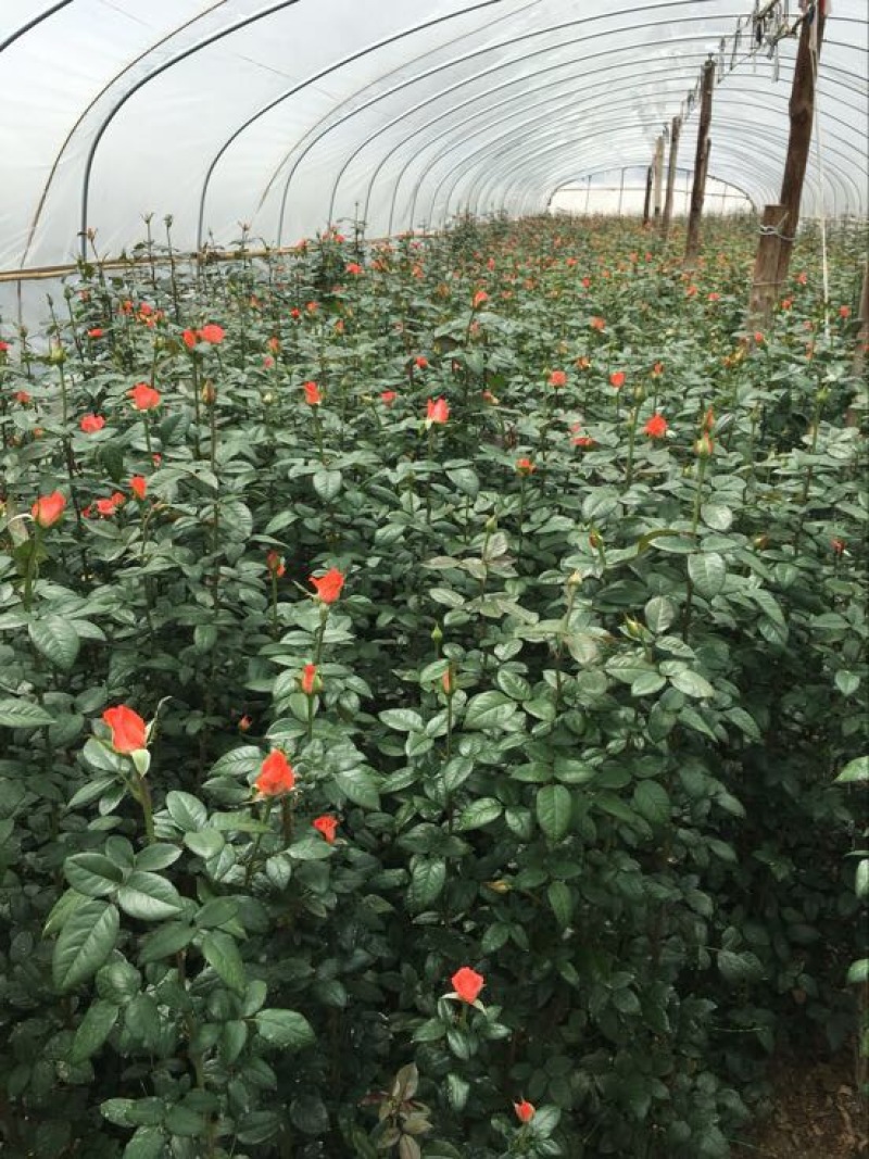 云南昆明红玫瑰大苗绿化工程苗庭院种植四季开花